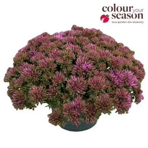 Sedum lila Sunsparkler T15 H030
