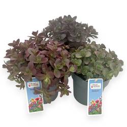 Sedum dunkel grün Sunsparkler T15 H030