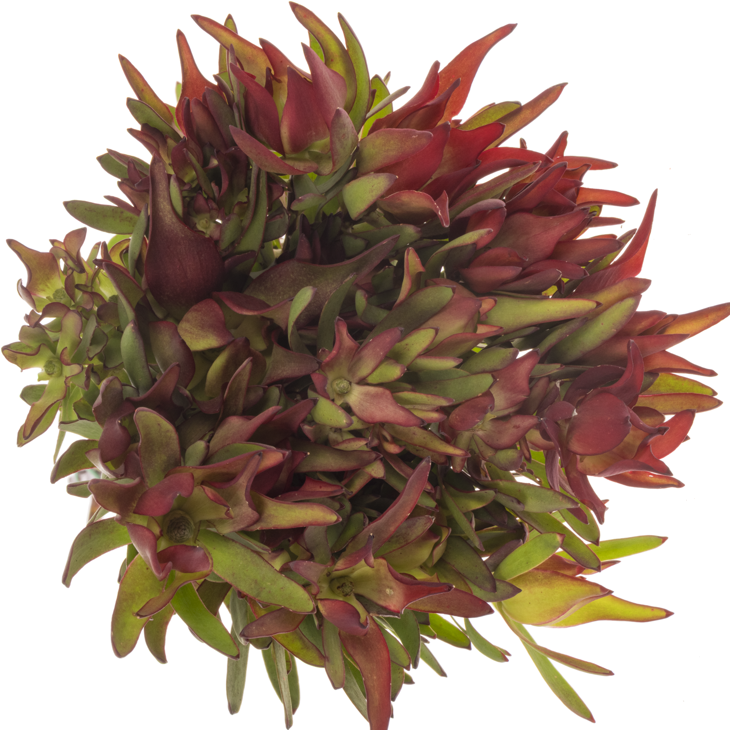 Leucadendron rot/grün Yellow Blush verzweigt 50cm