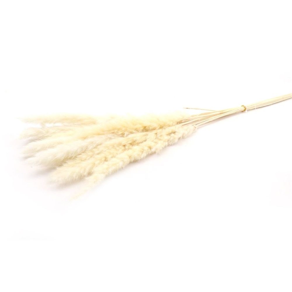 Trocken Pampasgras Fluffy gebleicht L75cm