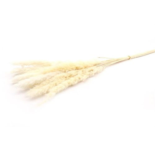 Trocken Pampasgras Fluffy gebleicht L75cm