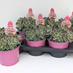 Sedum grün mix La Vie T17 H032