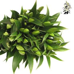 Lilie orientalisch weiss Helvetia 5+Blüte 80cm