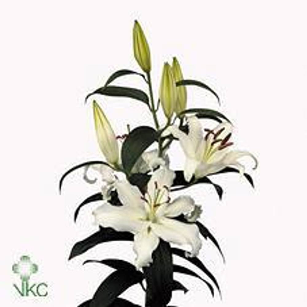 Lilie orientalisch weiss Helvetia 5+Blüte 80cm