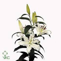 Lilie orientalisch weiss Helvetia 5+Blüte 80cm