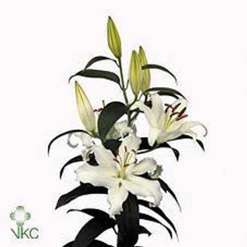Lilie orientalisch weiss Helvetia 5+Blüte 80cm