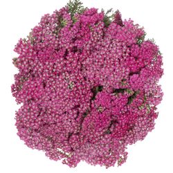Achillea fuchsia Beauty 75cm
