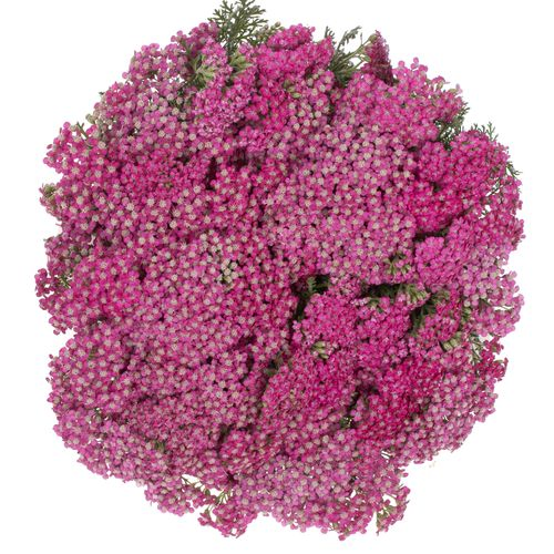Achillea fuchsia Beauty 75cm