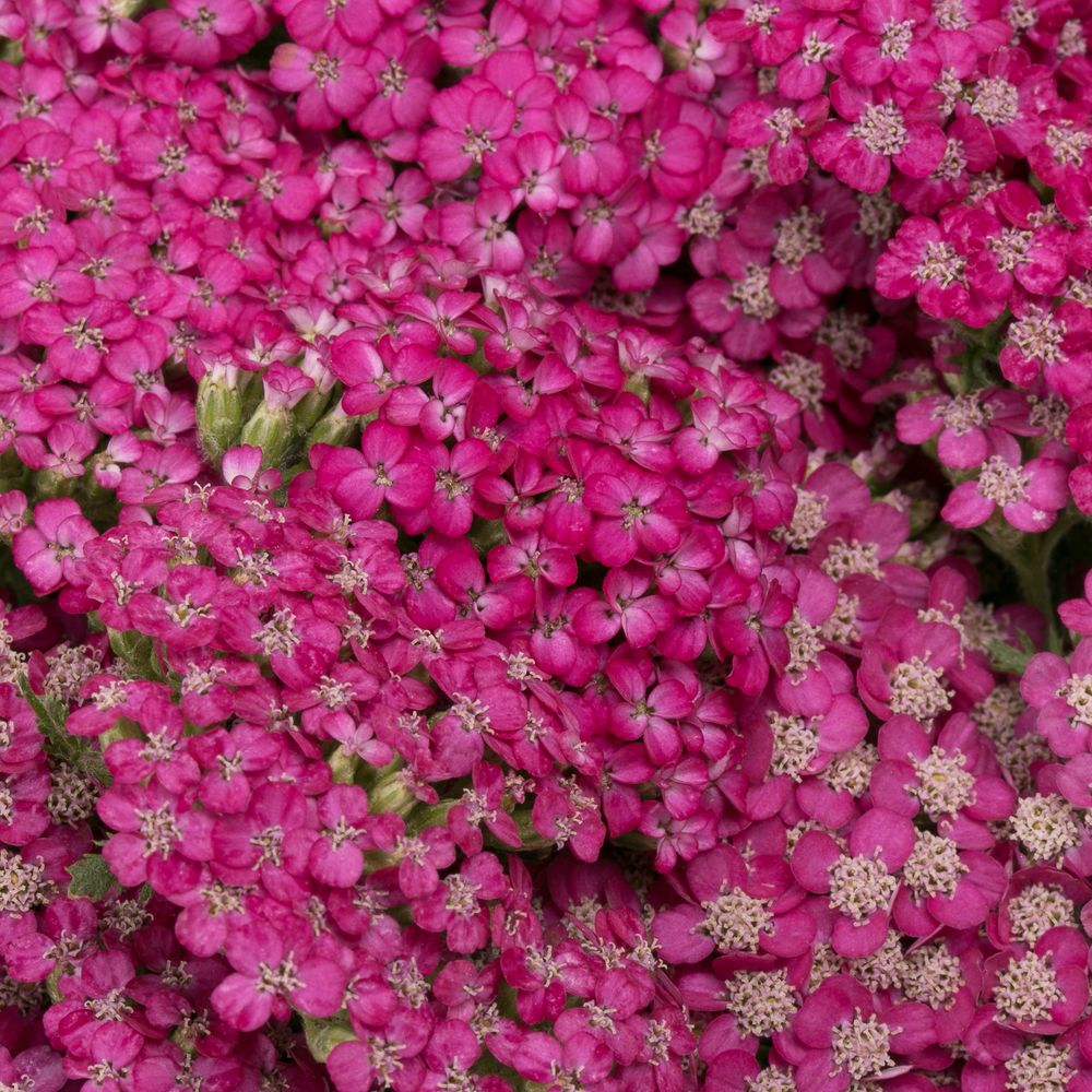 Achillea fuchsia Beauty 75cm