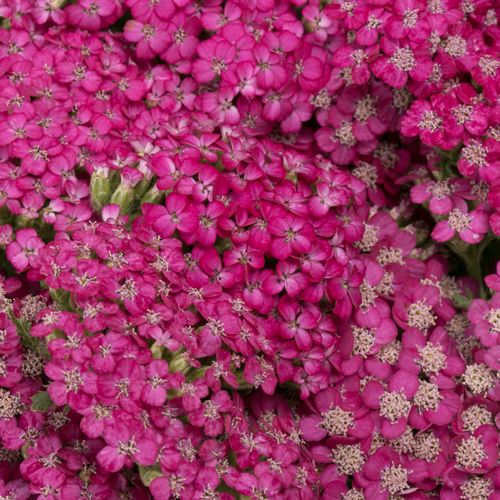 Achillea fuchsia Beauty 75cm
