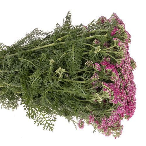 Achillea fuchsia Beauty 75cm