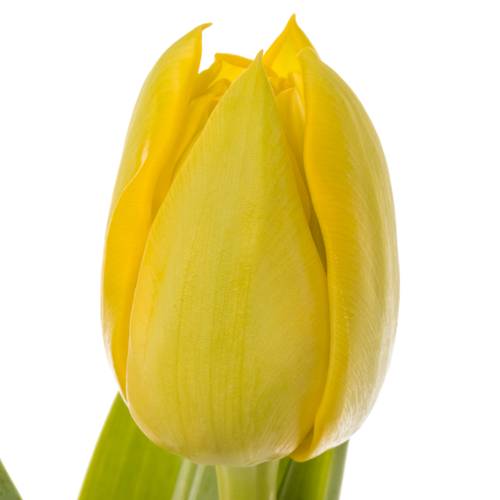 Tulpe gelb doppel Yellow Diamond 32 Gramm