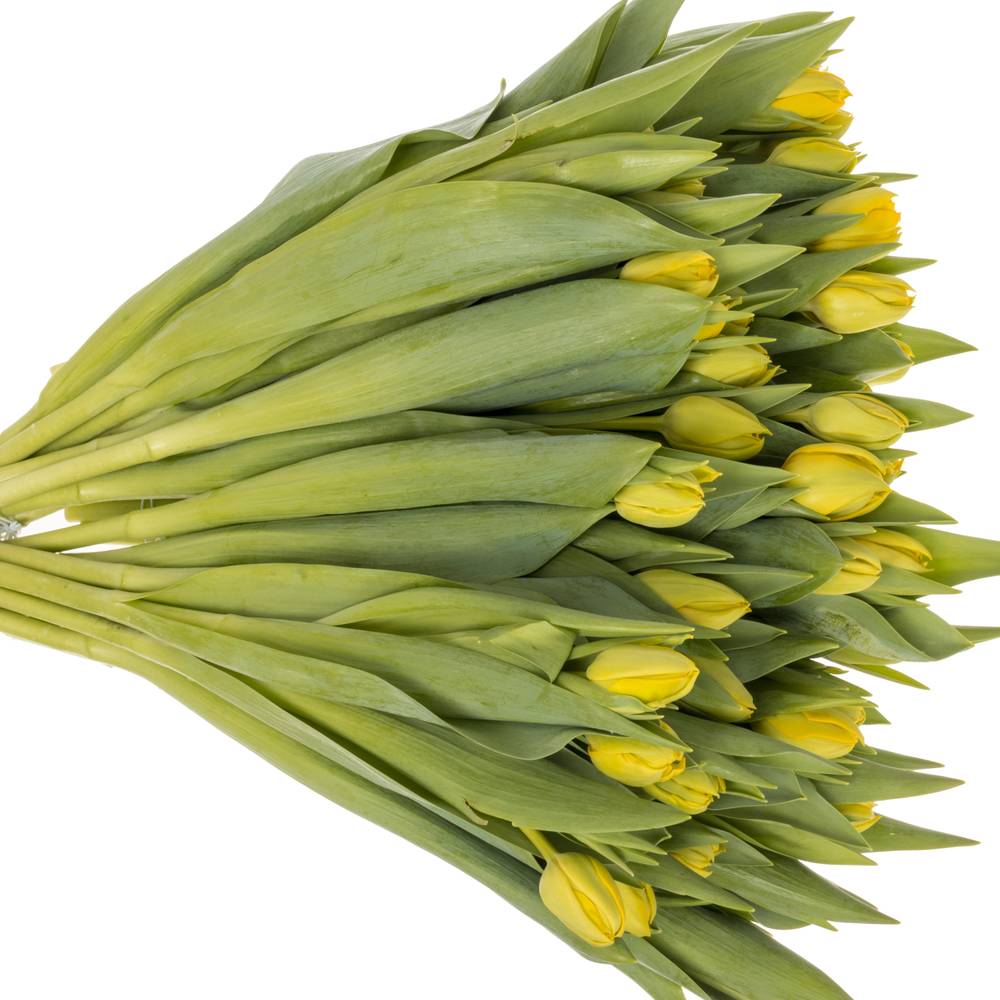 Tulpe gelb doppel Yellow Diamond 32 Gramm