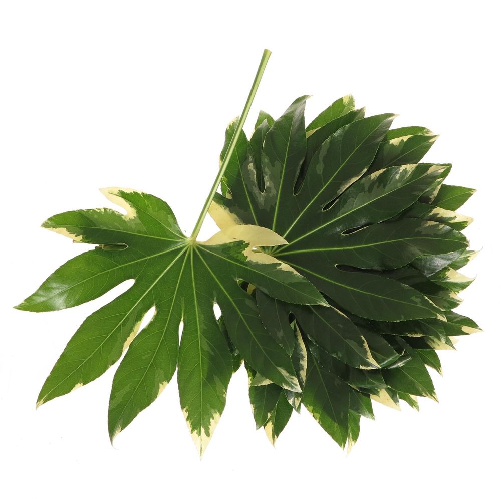 Aralia grün/creme Variegata 40cm