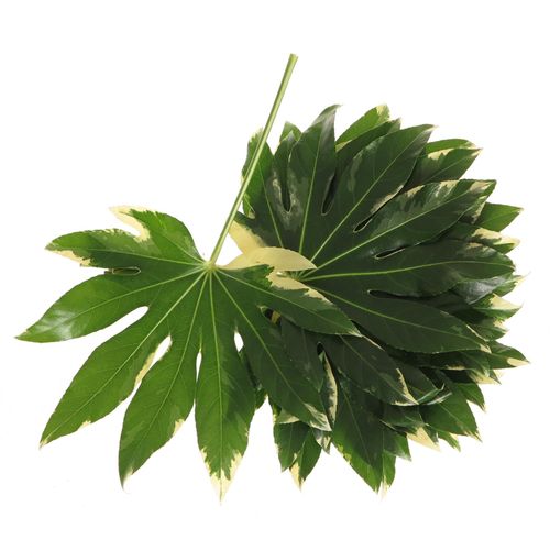 Aralia grün/creme Variegata 40cm