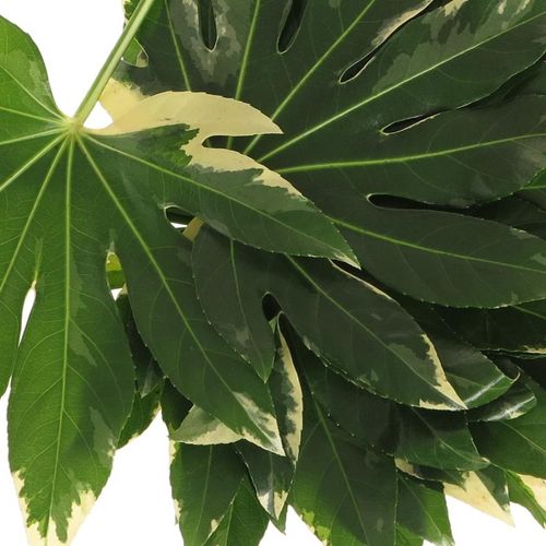 Aralia grün/creme Variegata 40cm