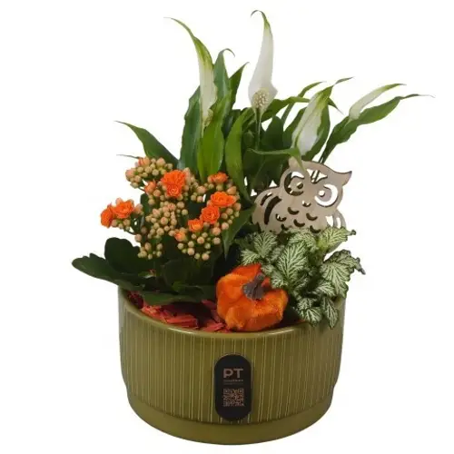 Spath.Arr PTHI3210 Herbst T16 H030