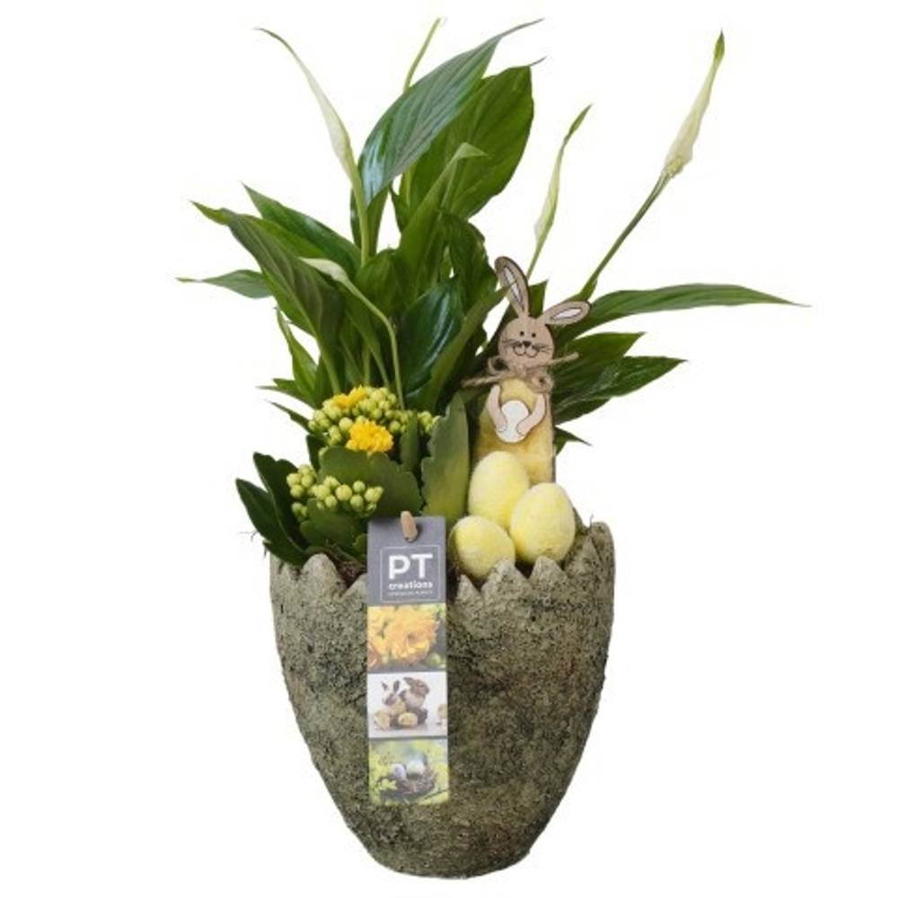 Spath.Arr PTPB6608 Ostern T14 H041