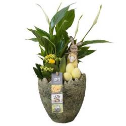 Spath.Arr PTPB6608 Ostern T14 H041
