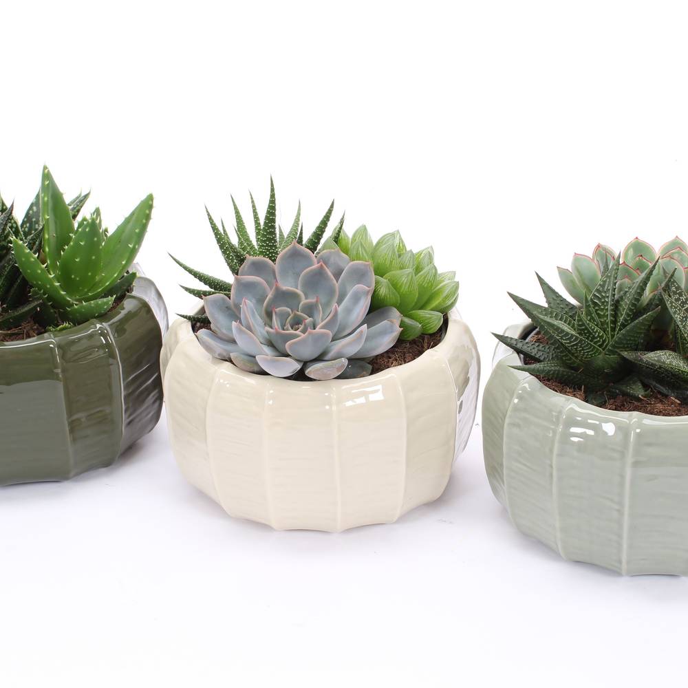 Sukkulenten mix Trio im Malmö Topf T17 H012