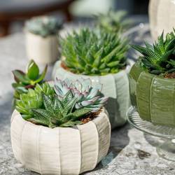 Sukkulenten mix Trio im Malmö Topf T17 H012