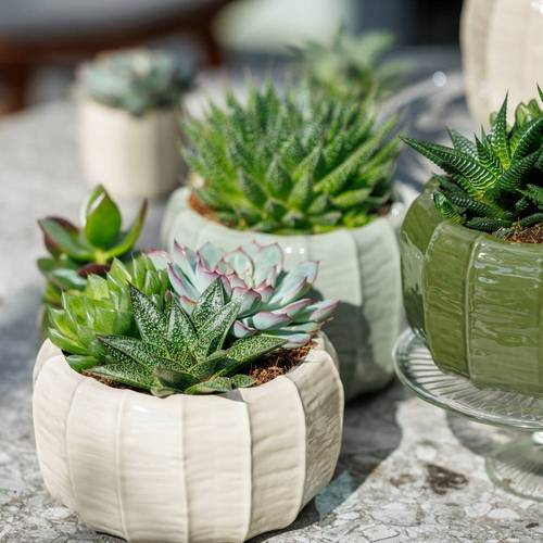 Sukkulenten mix Trio im Malmö Topf T17 H012