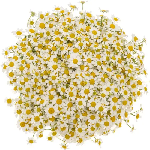 Matrecaria weiss Cameron 650Gramm 60cm