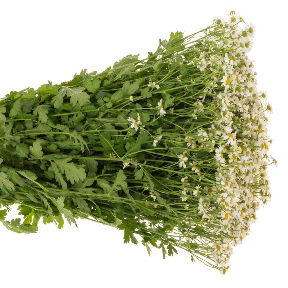 Matrecaria weiss Cameron 650Gramm 60cm