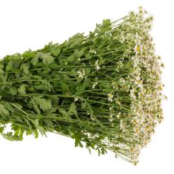 Matrecaria weiss Cameron 650Gramm 60cm