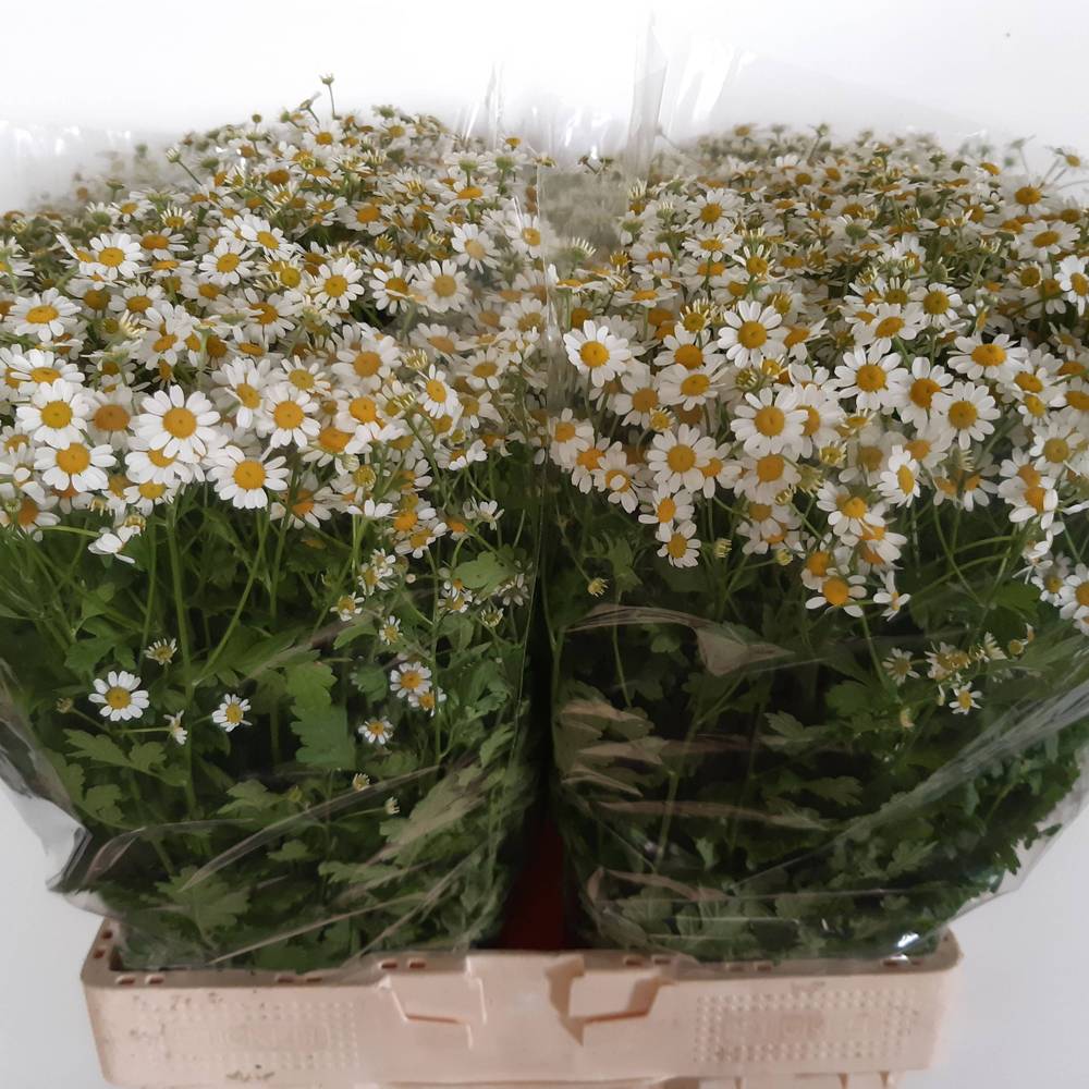 Matrecaria weiss Cameron 650Gramm 60cm