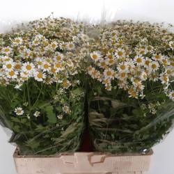 Matrecaria weiss Cameron 650Gramm 60cm
