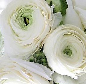 Ranunkel weiss Cloni Niveus White 40cm x 30