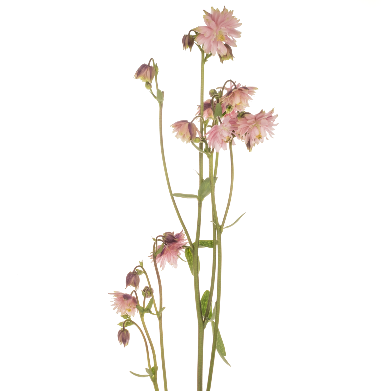 Aquilei rosa Pink Lady 75cm