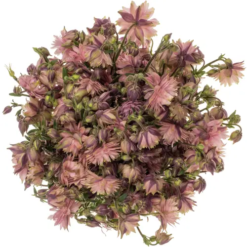 Aquilei rosa Pink Lady 75cm