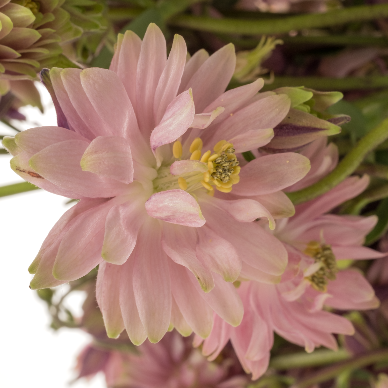 Aquilei rosa Pink Lady 75cm