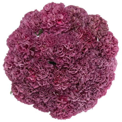 Nelke lila Winner Thri 60cm