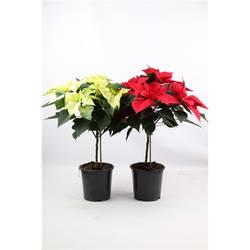 Poins.mix Stamm T19 H70