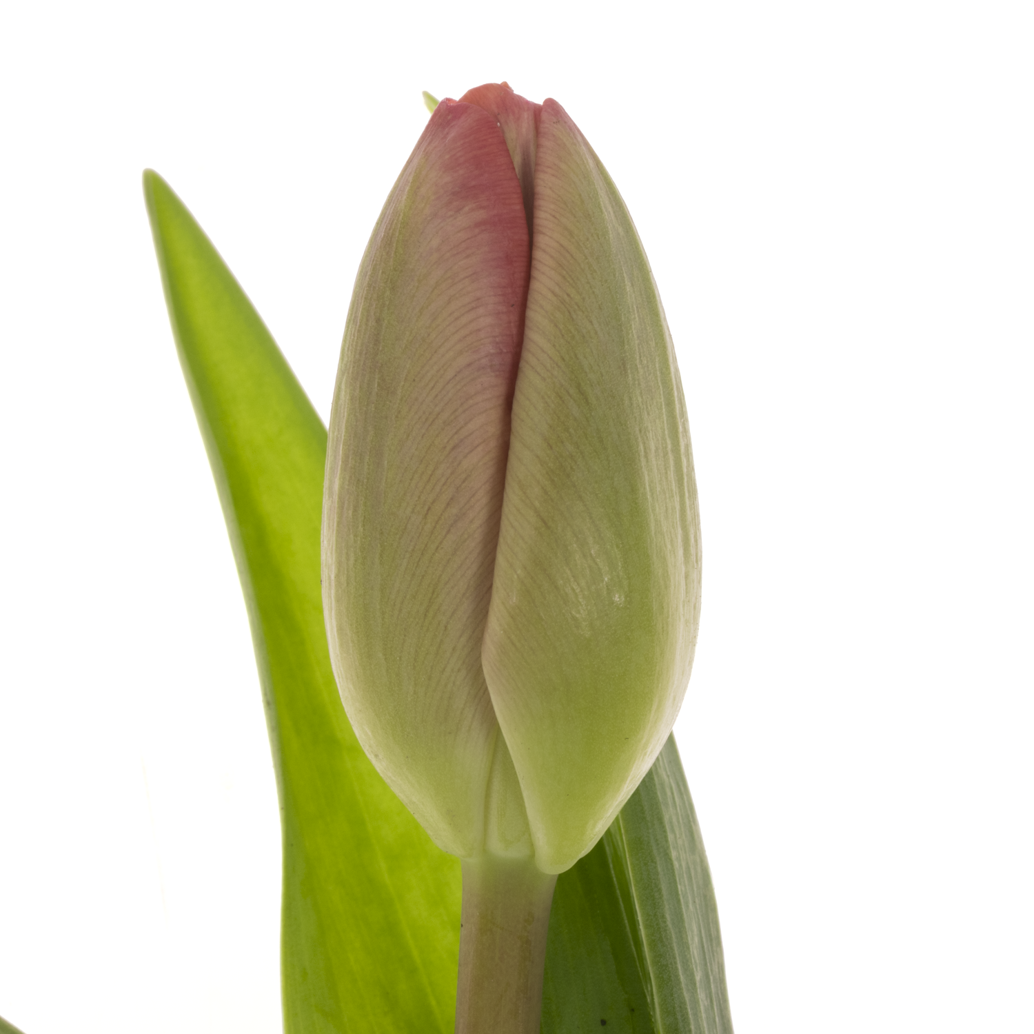 Tulpe pink Carola 32 Gramm