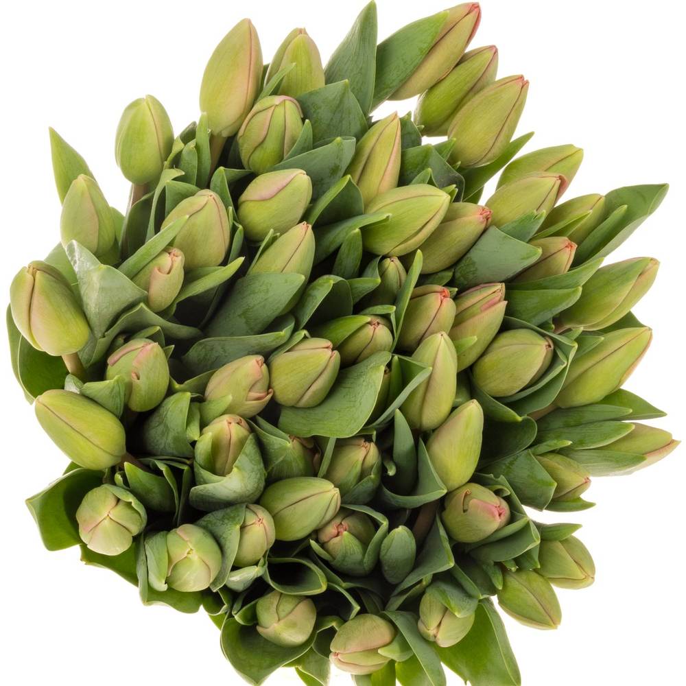 Tulpe pink Carola 32 Gramm