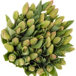 Tulpe pink Carola 32 Gramm