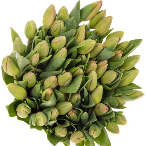 Tulpe pink Carola 32 Gramm