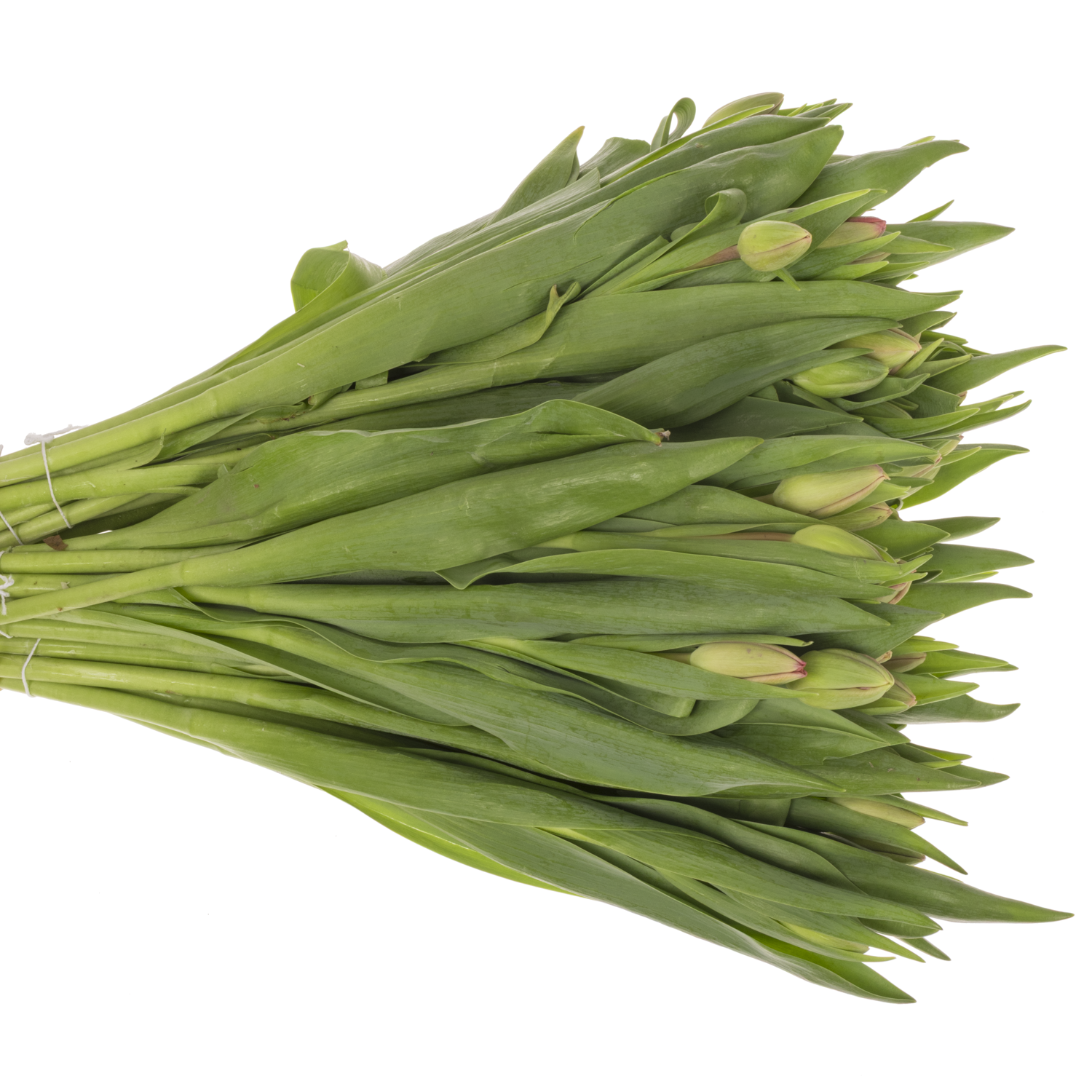 Tulpe pink Carola 32 Gramm