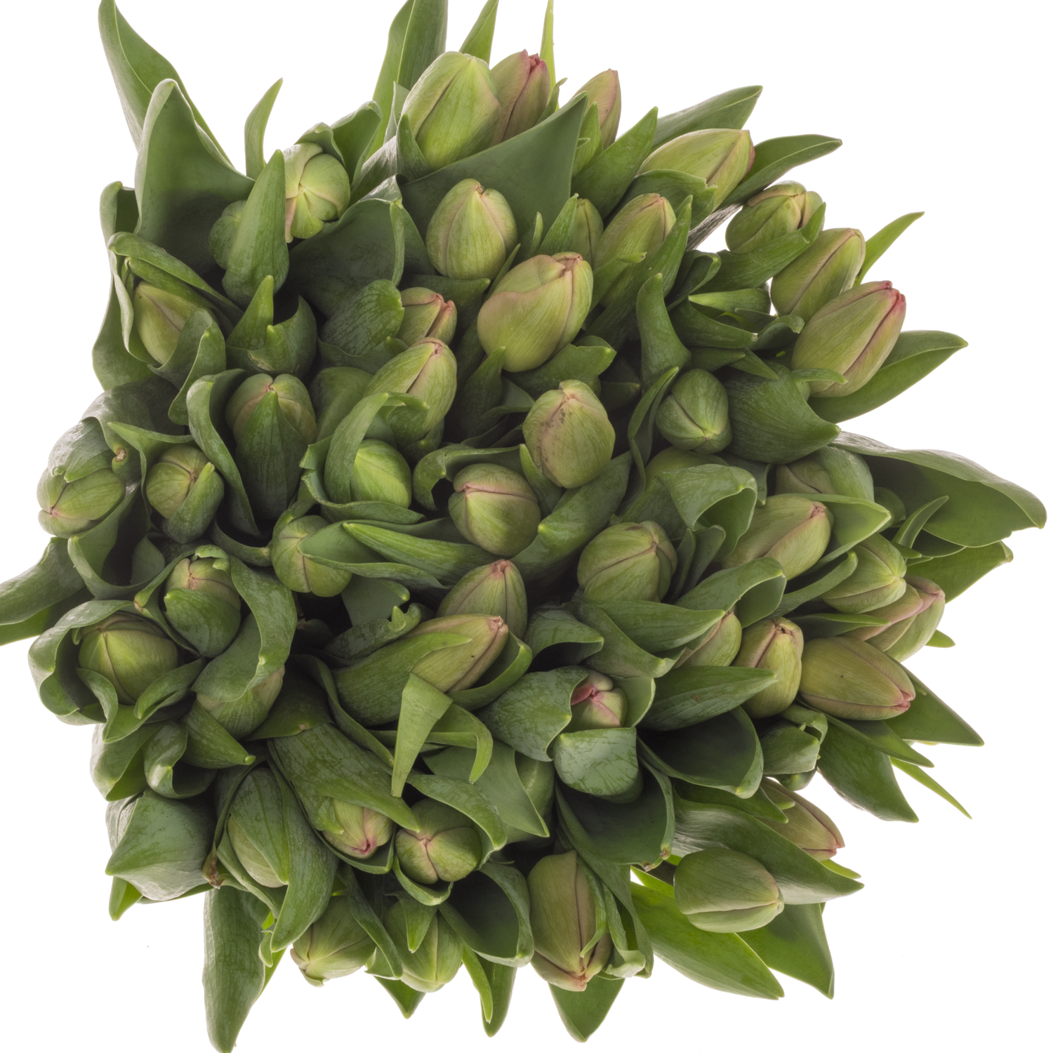 Tulpe pink Carola 32 Gramm