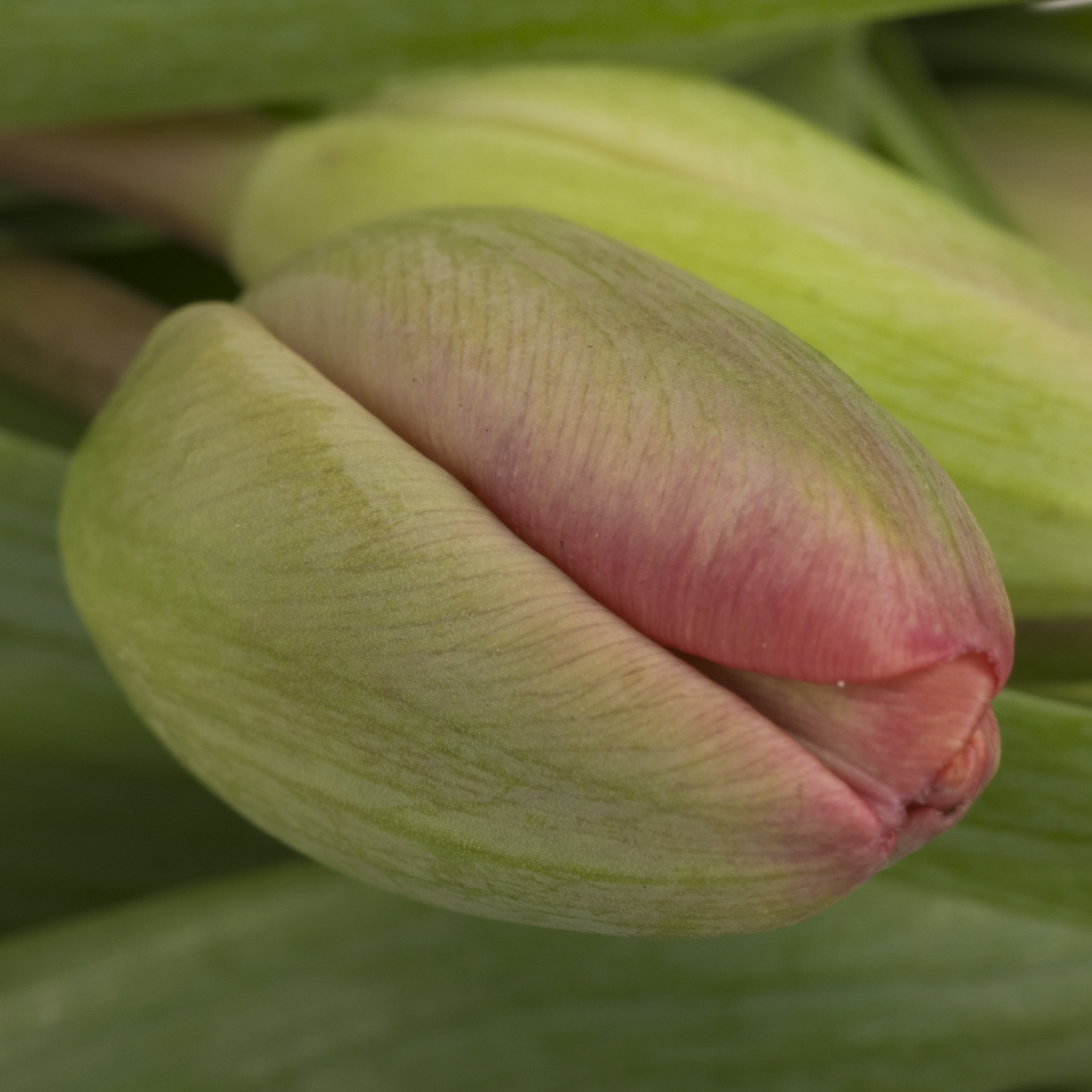 Tulpe pink Carola 32 Gramm