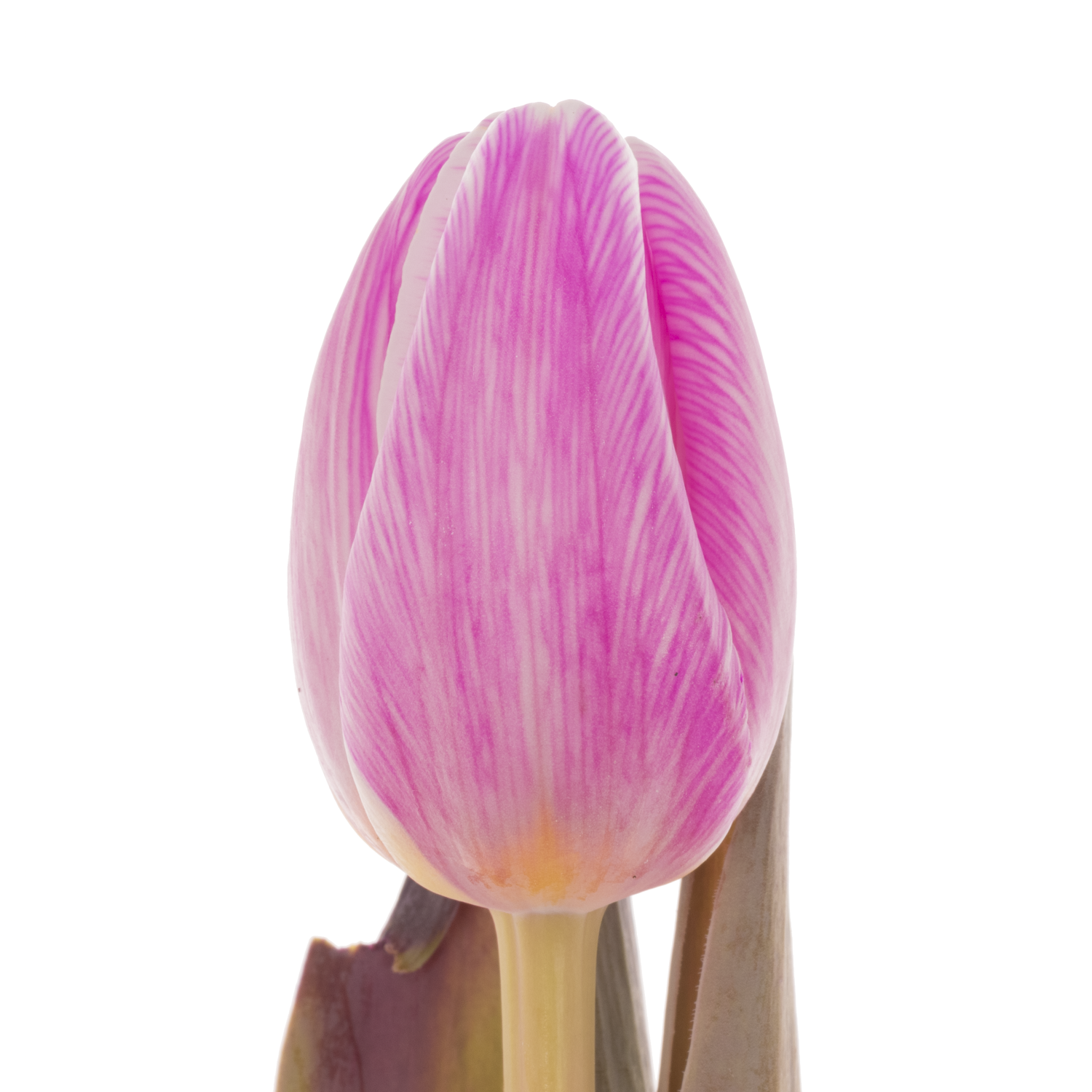 Tulpe cerise Pastel 32 gefärbt Gramm 32 Gramm