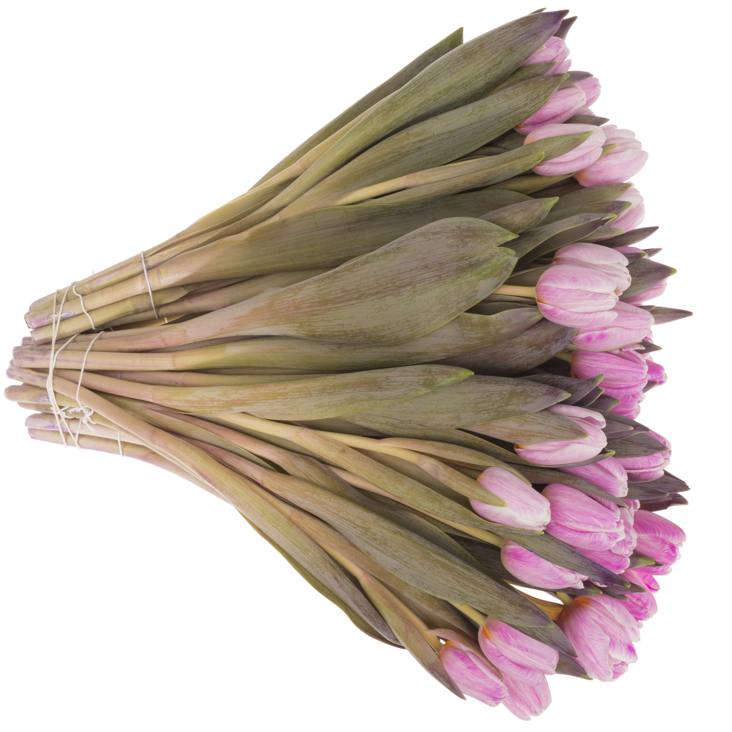 Tulpe cerise Pastel 32 gefärbt Gramm 32 Gramm