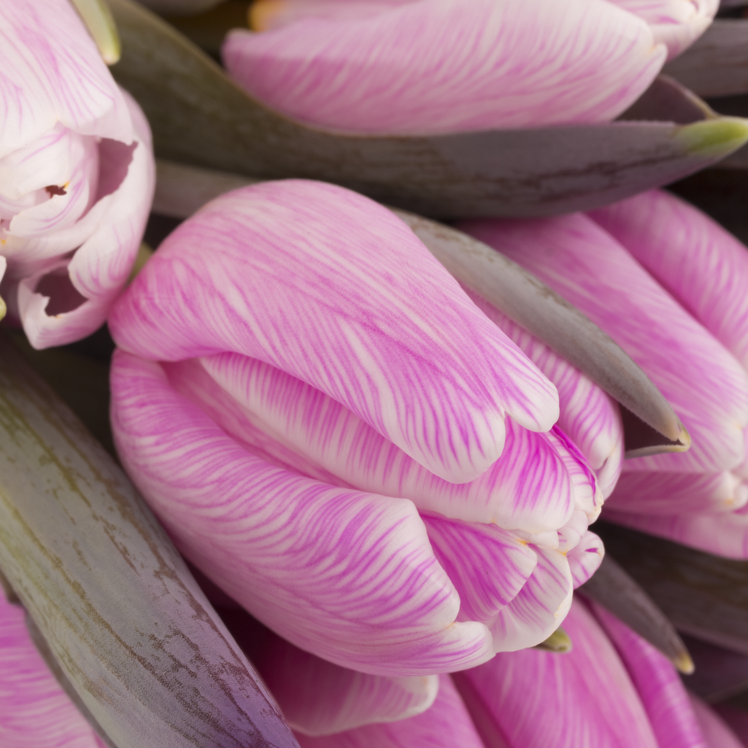 Tulpe cerise Pastel 32 gefärbt Gramm 32 Gramm