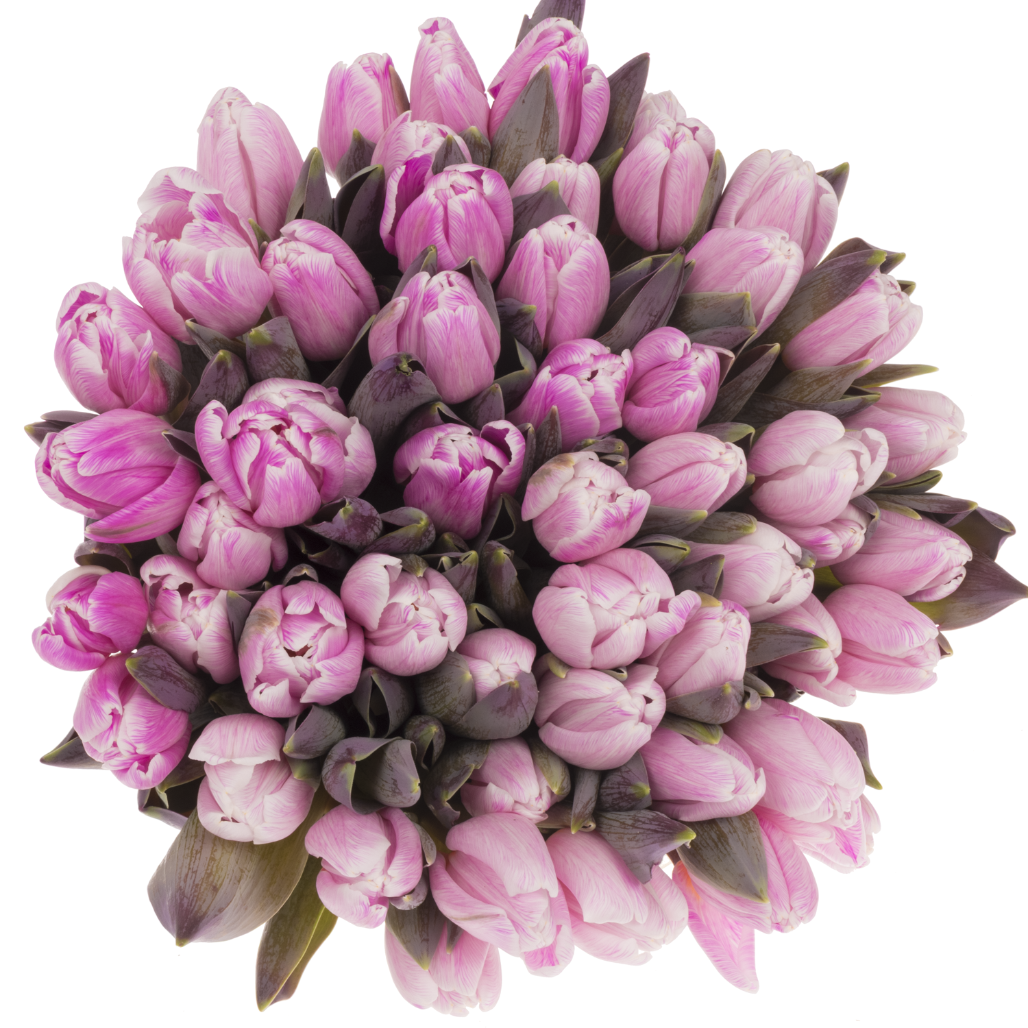 Tulpe cerise Pastel 32 gefärbt Gramm 32 Gramm