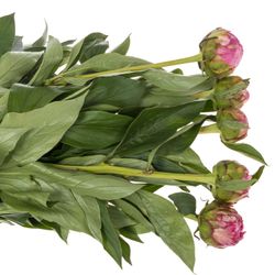 Pfingstrose pink Fleming 60cm Molenaar