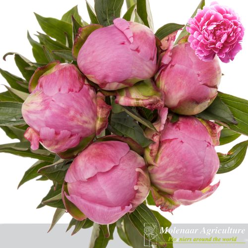 Pfingstrose pink Fleming 60cm Molenaar